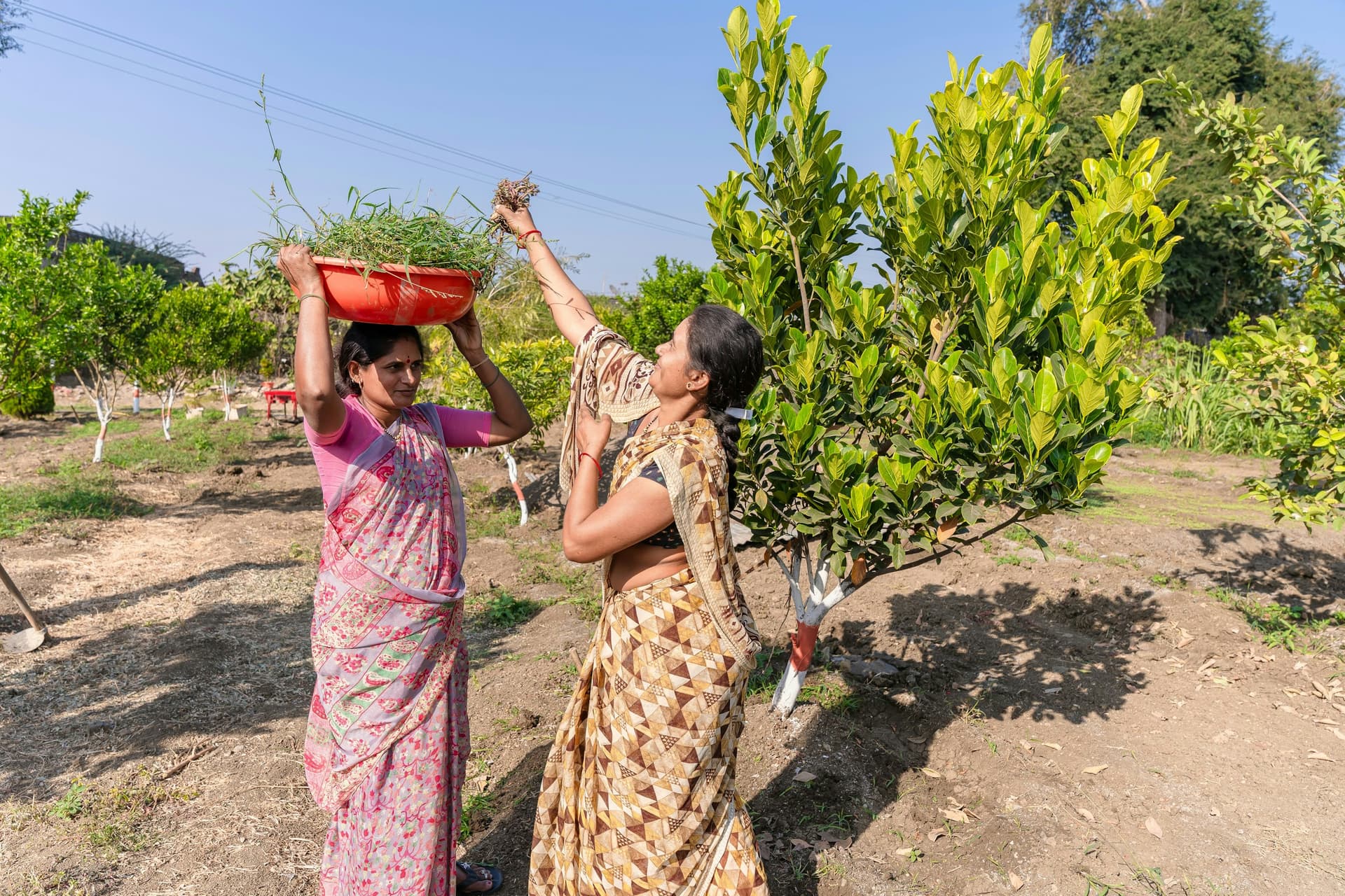 Women carrying produce in a field