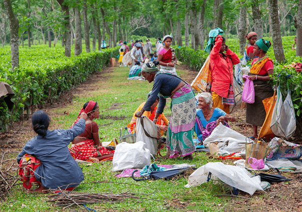 agroforestry growth